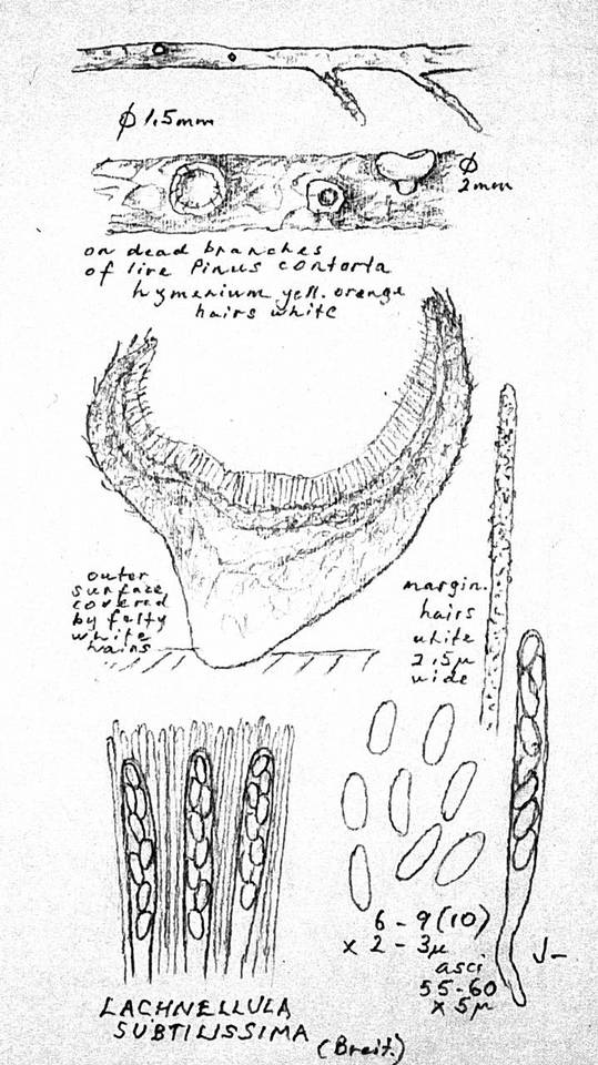 Lachnellula subtilissima image