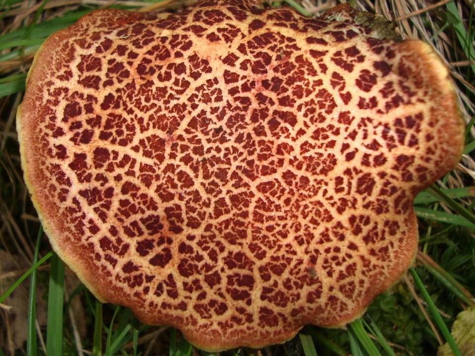 Boletellus pseudochrysenteroides image