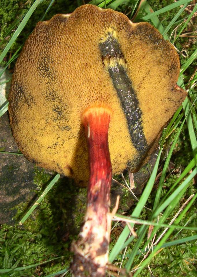 Boletellus pseudochrysenteroides image