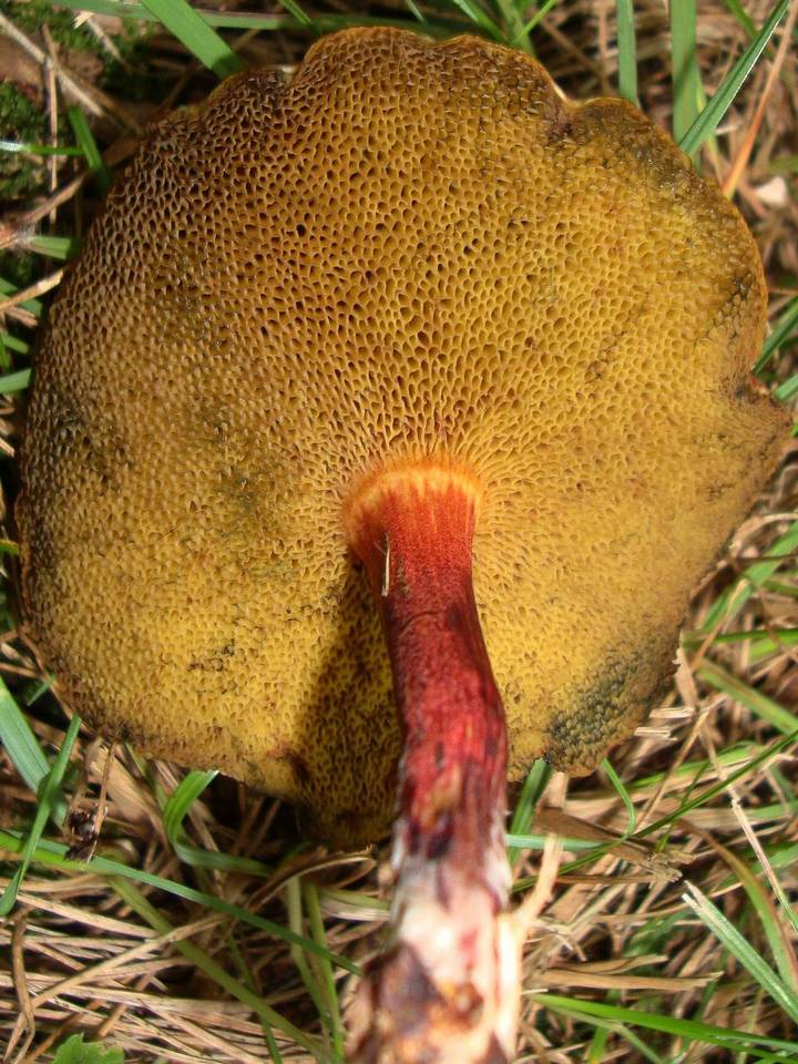 Boletellus pseudochrysenteroides image