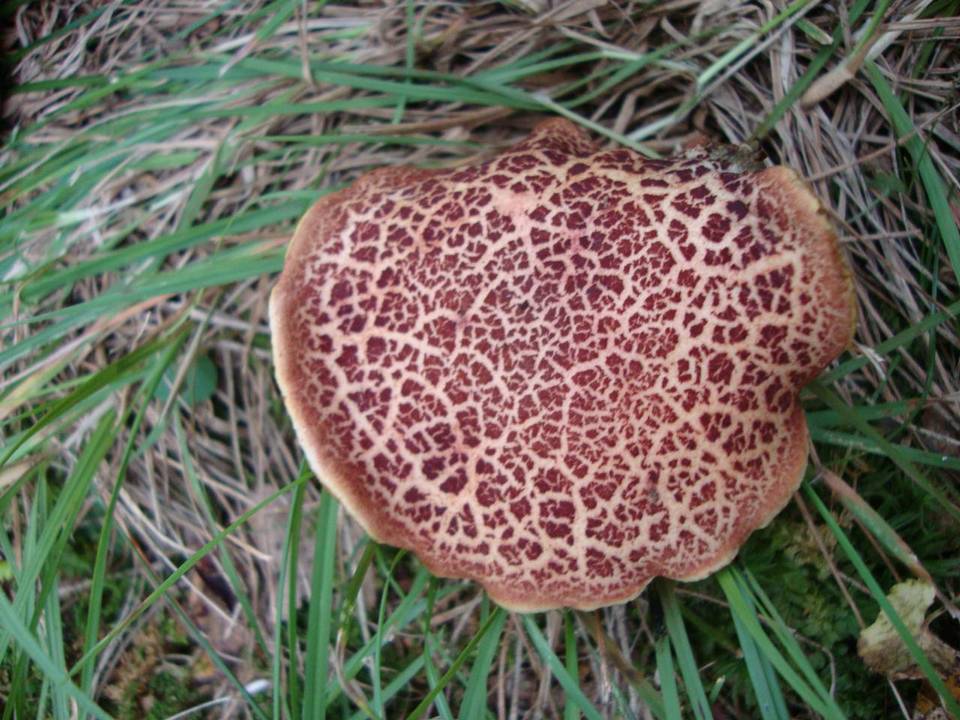 Boletellus pseudochrysenteroides image