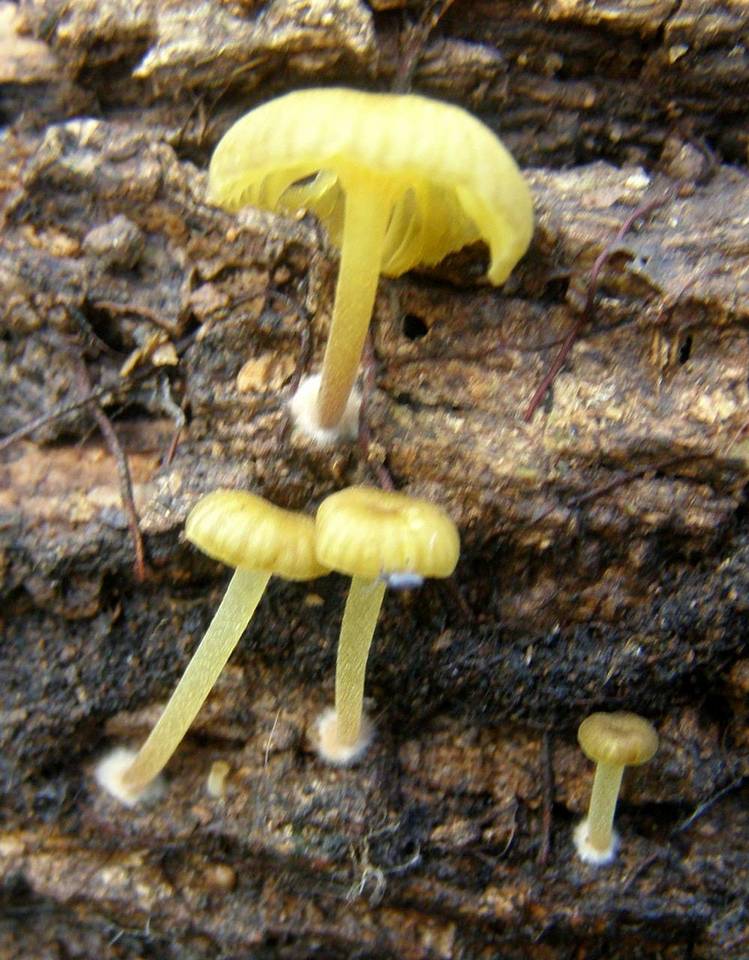 Gerronema icterinum image
