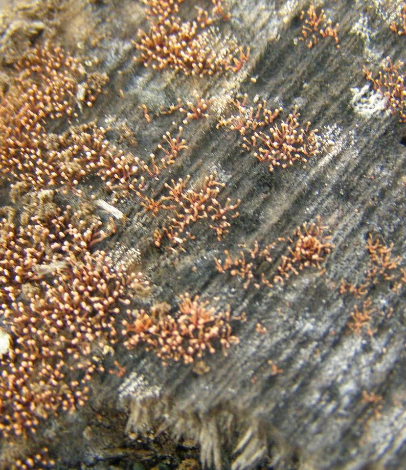 Tubercularia lateritia image