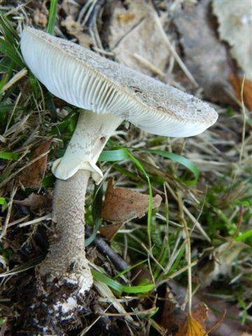 Amanita rubescens f. annulosulfurea image