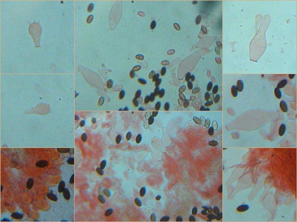 Psathyrella vinosofulva image