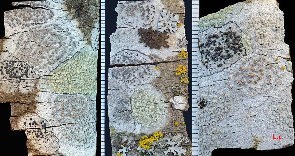 Lecanora carpinea image