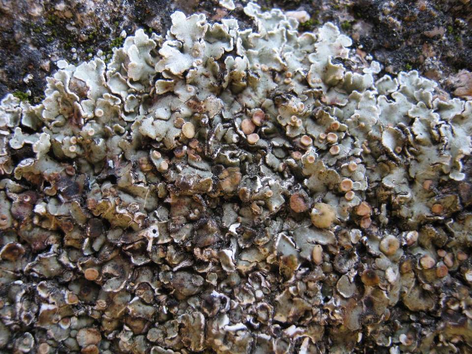 Squamarina cartilaginea var. cartilaginea image