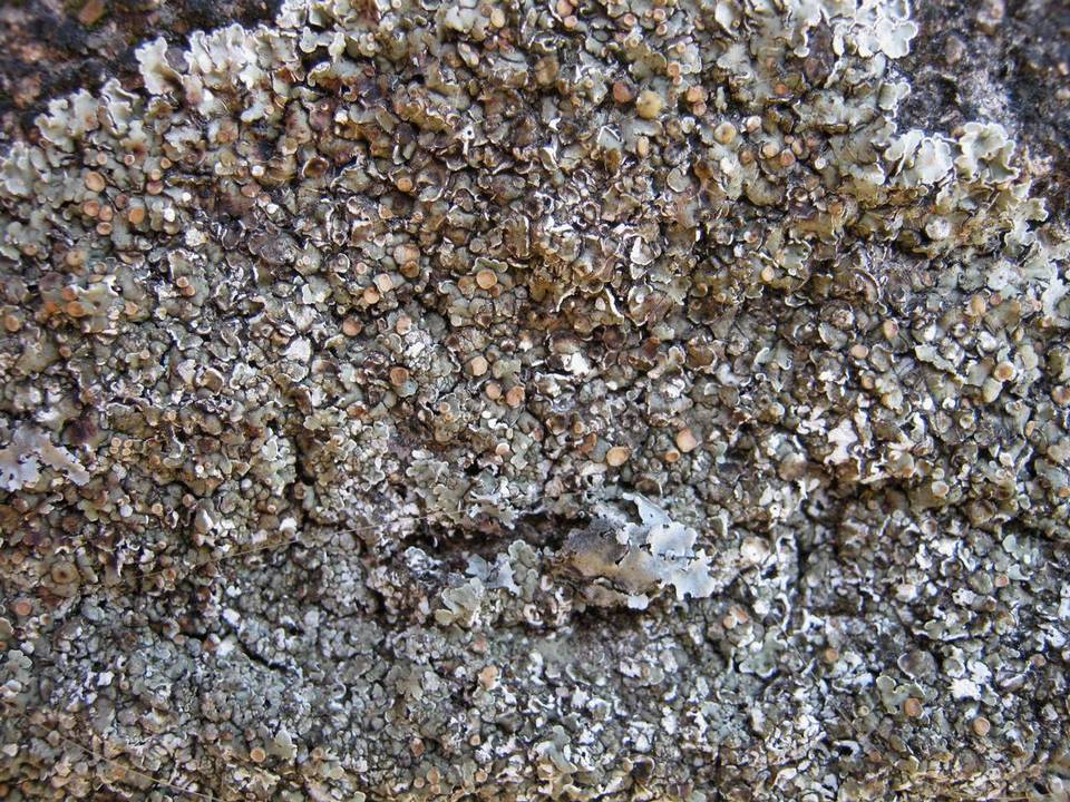 Squamarina cartilaginea var. cartilaginea image