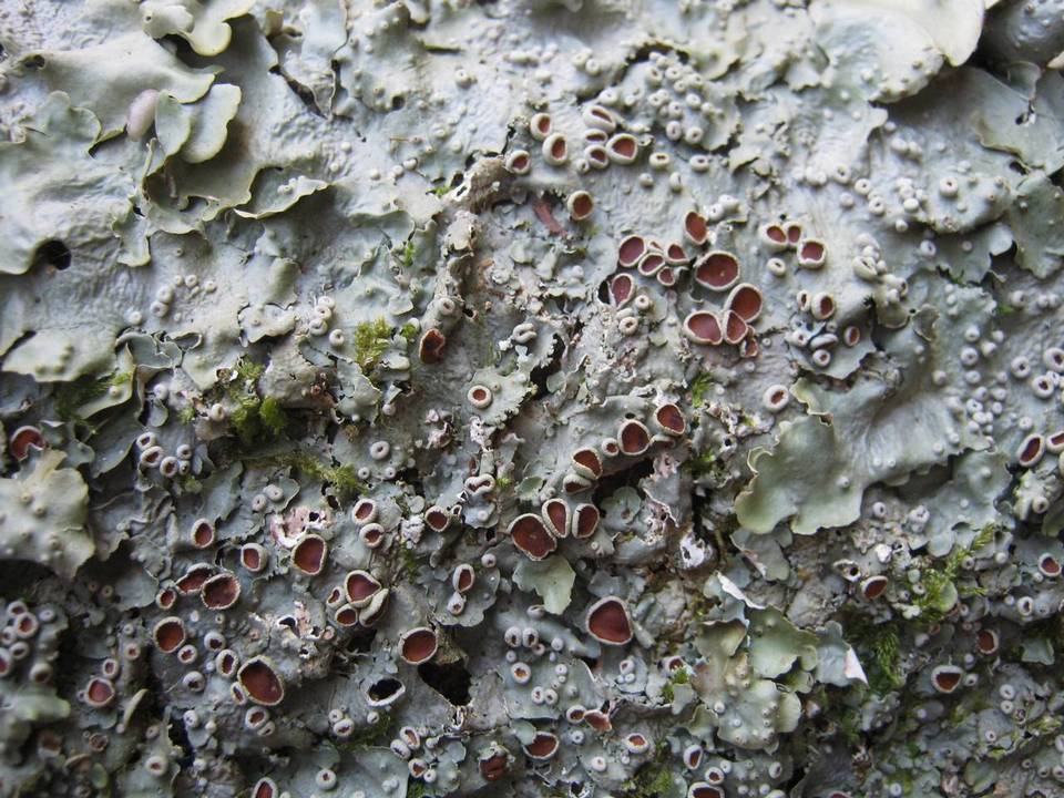 Lobaria virens image