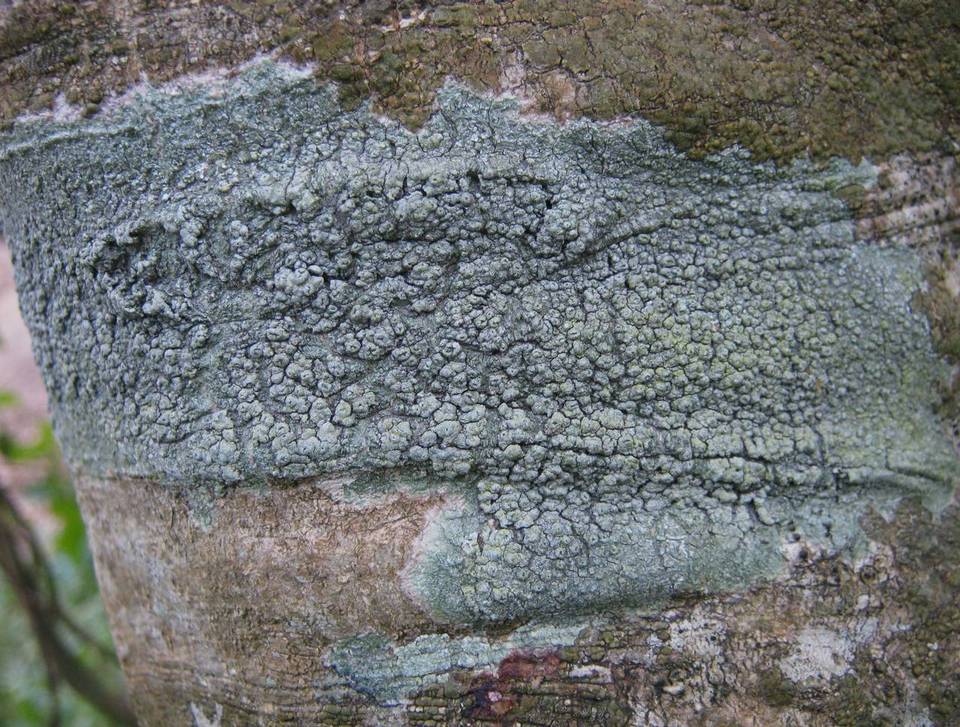 Pertusaria hymenea image