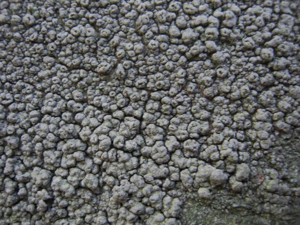 Pertusaria hymenea image