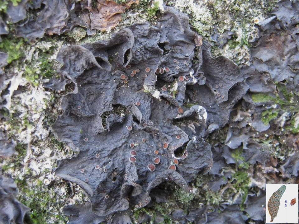 Leptogium cochleatum image