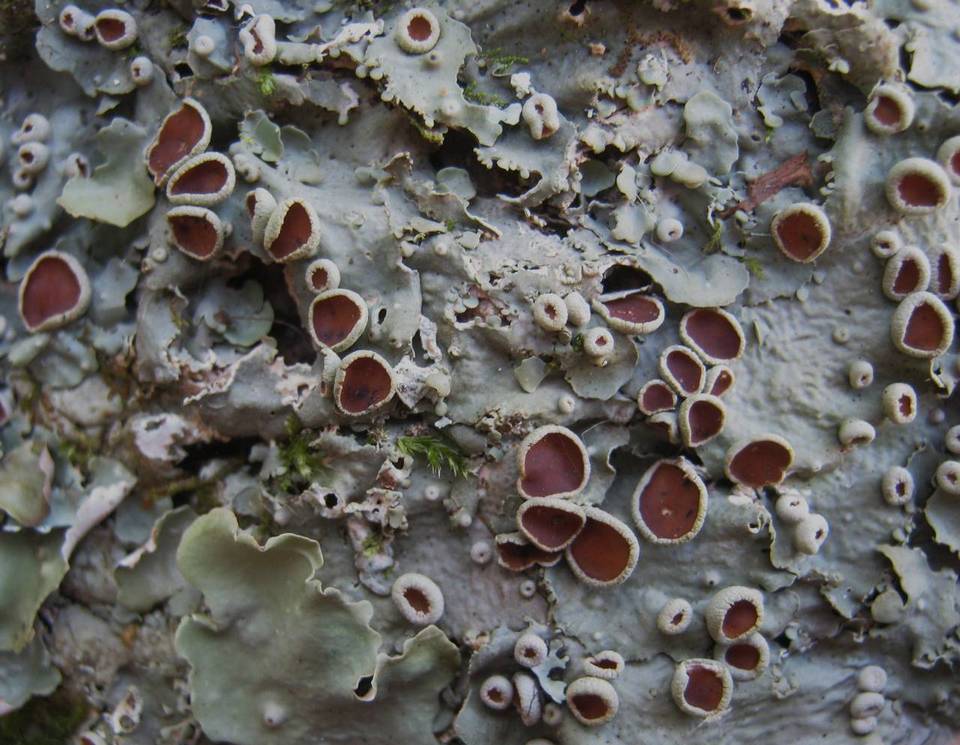 Lobaria virens image