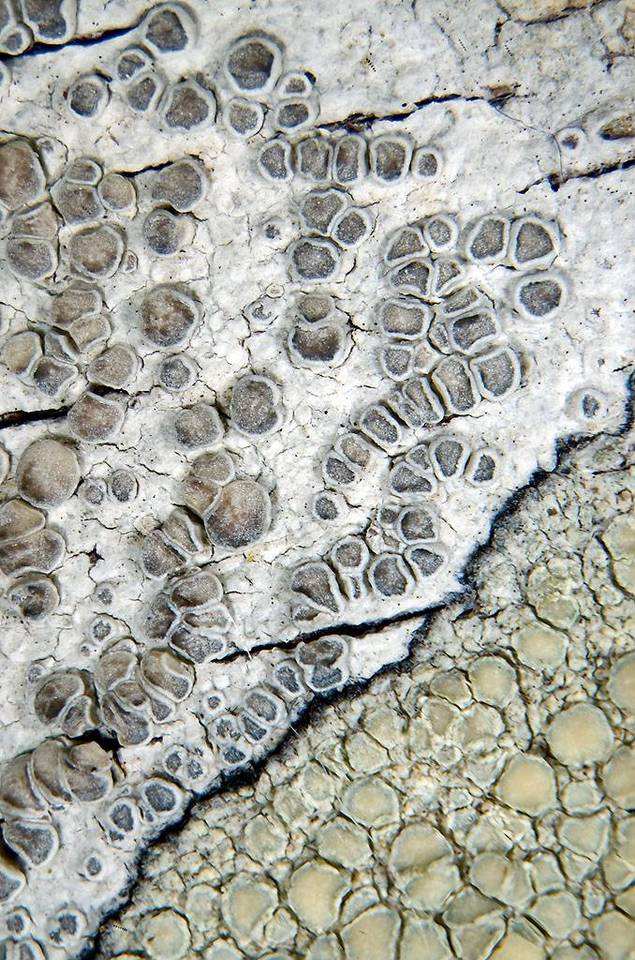 Lecanora carpinea image