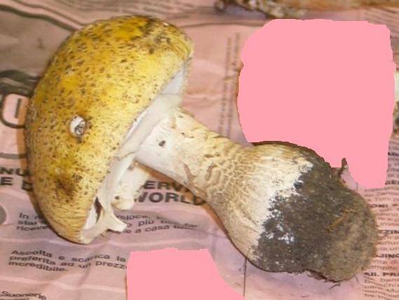 Amanita heterochroma image