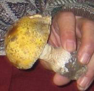 Amanita heterochroma image