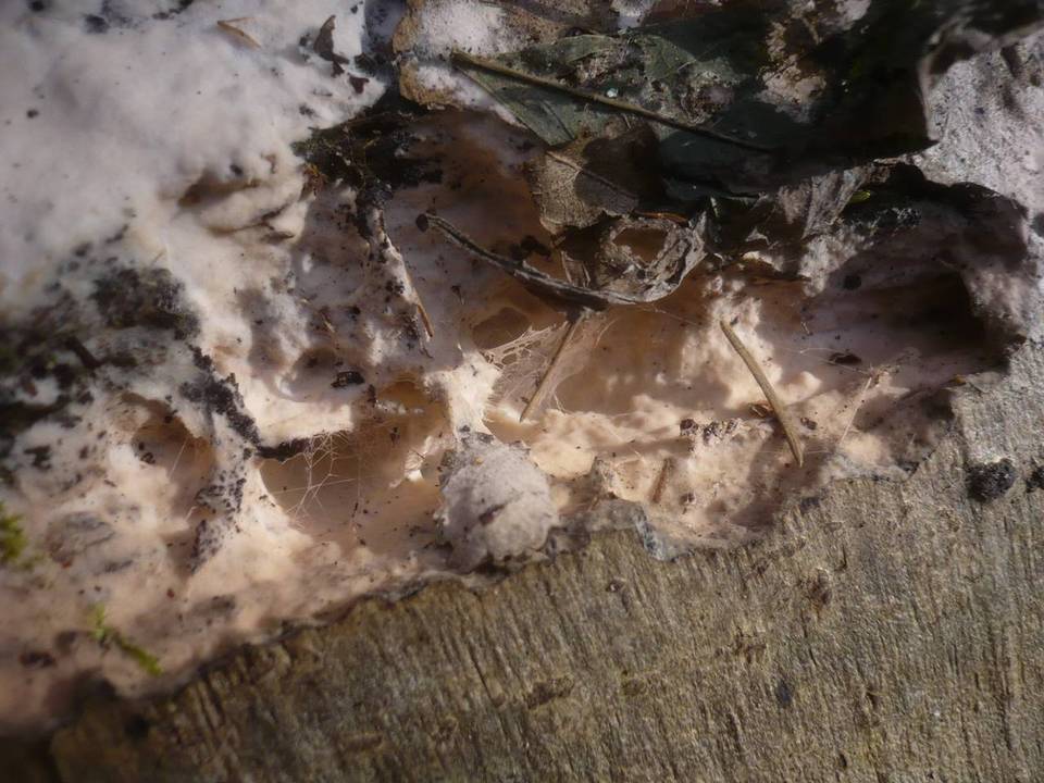 Erythricium laetum image