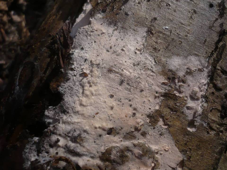 Erythricium laetum image