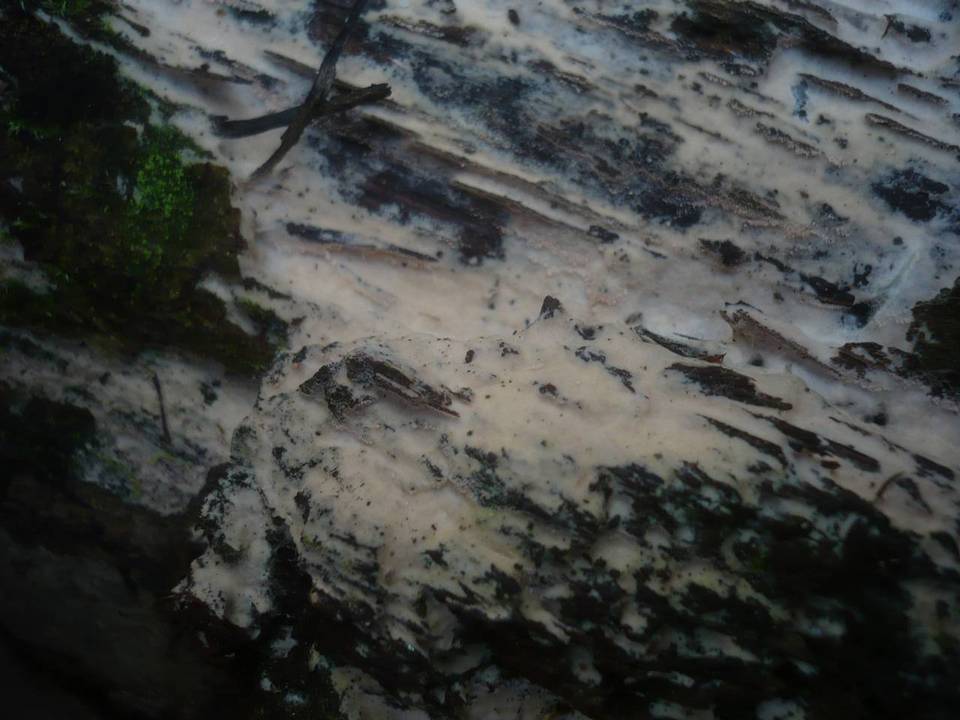 Erythricium laetum image