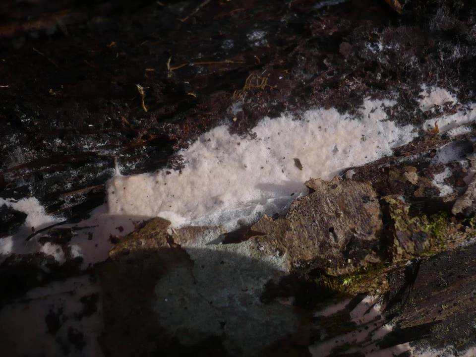 Erythricium image