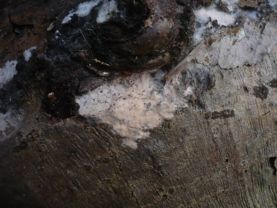Erythricium laetum image