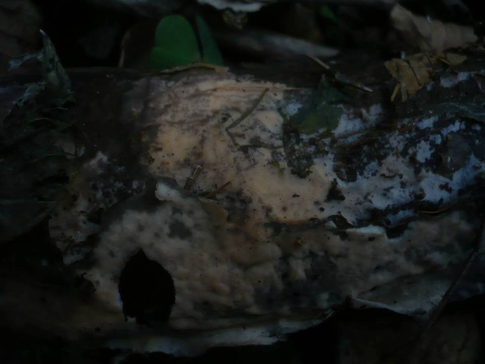 Erythricium laetum image