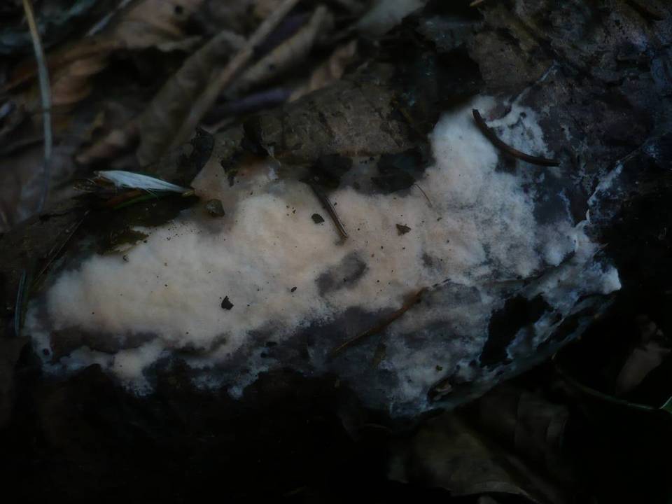 Erythricium laetum image
