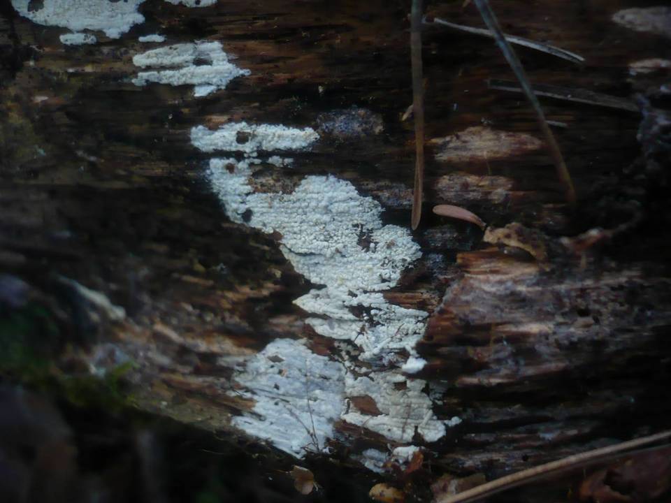 Gloeocystidiellum luridum image