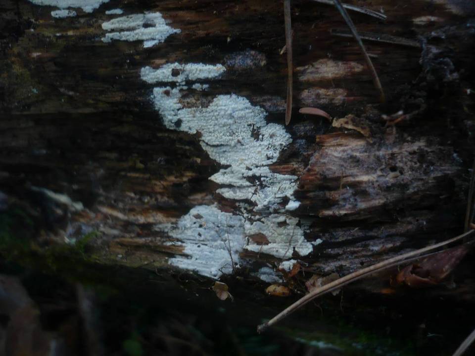 Gloeocystidiellum luridum image