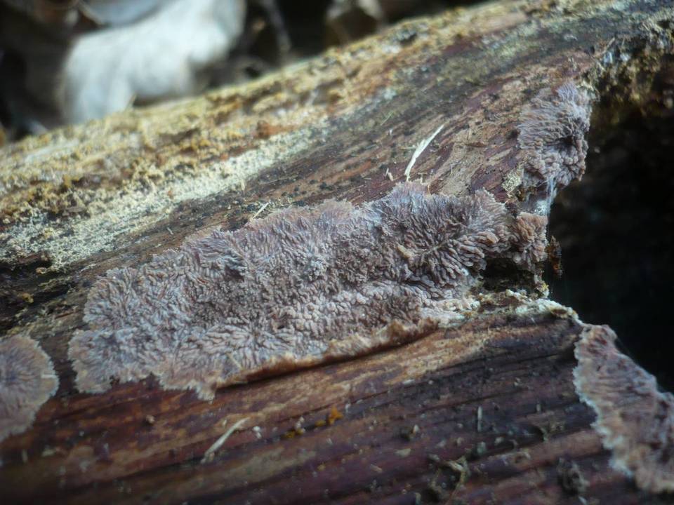 Phlebia rufa image