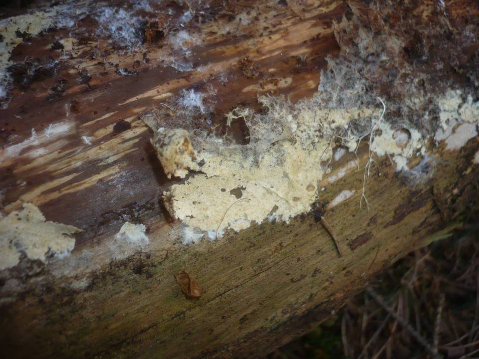 Botryobasidium subcoronatum image