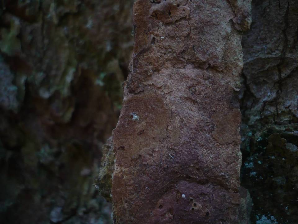 Hymenochaete carpatica image