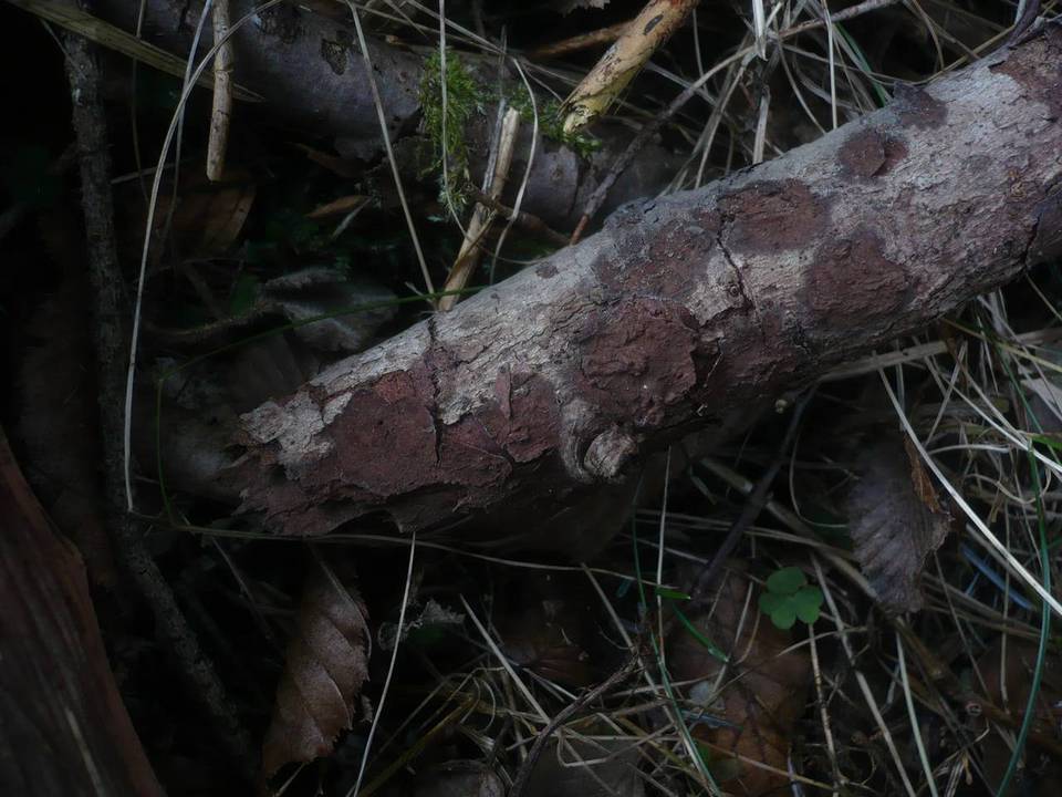Hymenochaete fuliginosa image