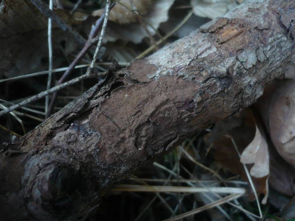 Hymenochaete fuliginosa image