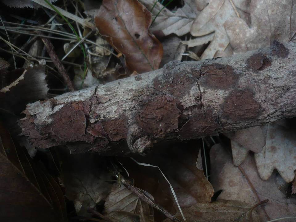 Hymenochaete fuliginosa image
