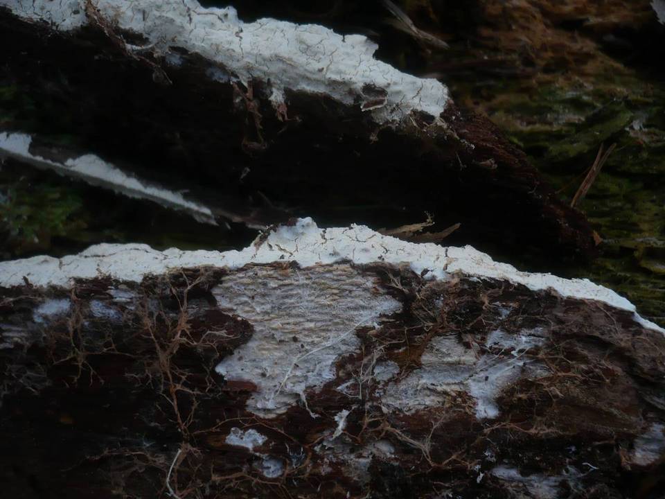 Leptosporomyces roseus image