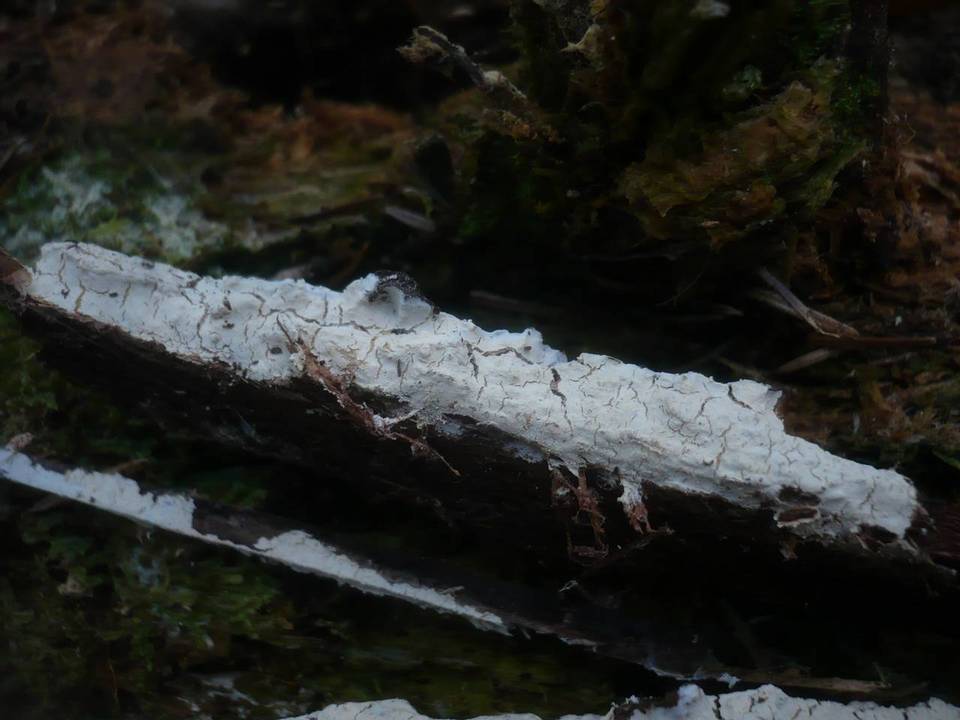 Leptosporomyces roseus image