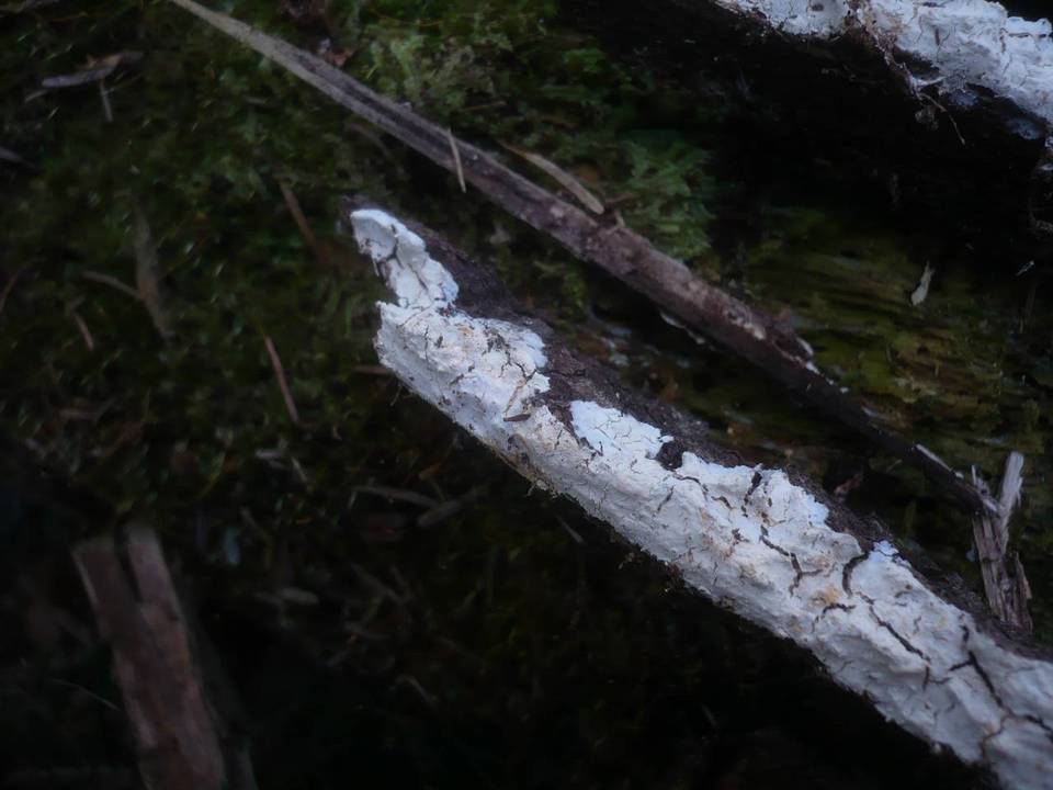 Leptosporomyces roseus image