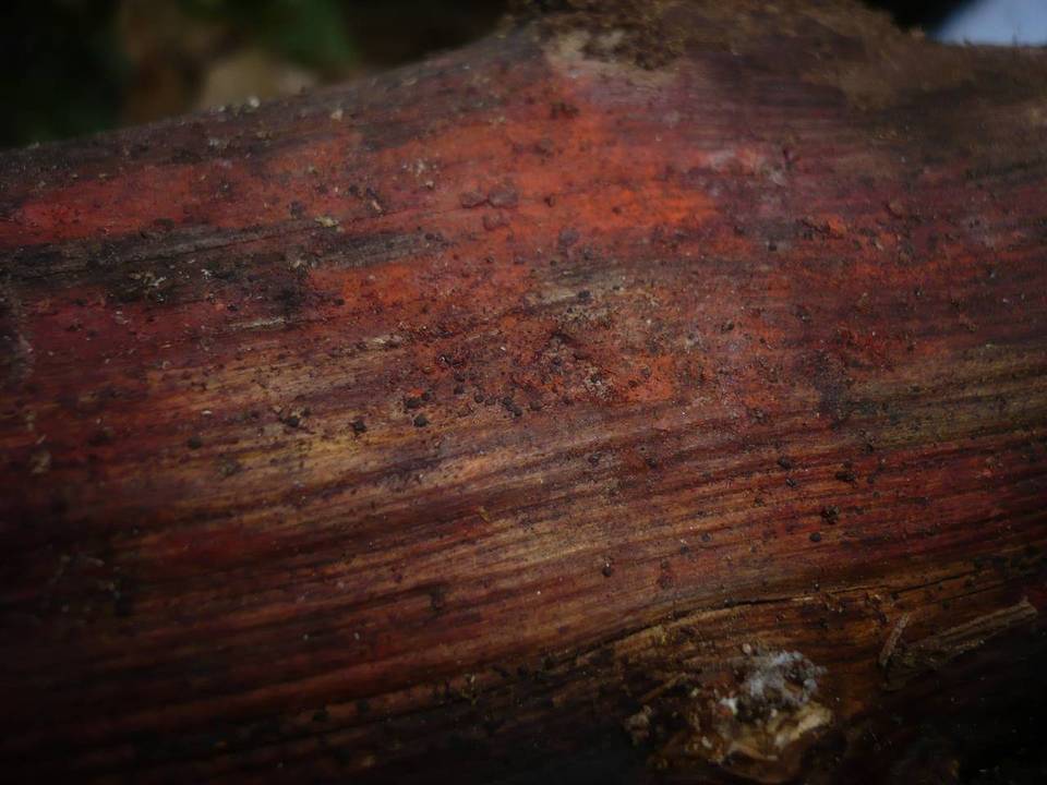 Melanomma sanguinarium image