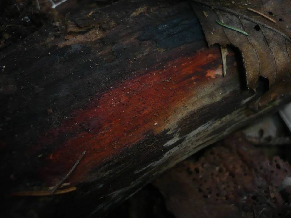 Melanomma sanguinarium image