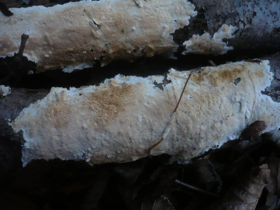 Schizopora flavipora image