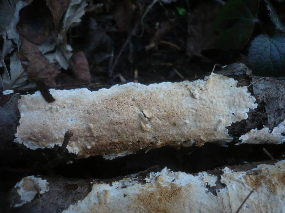 Schizopora flavipora image