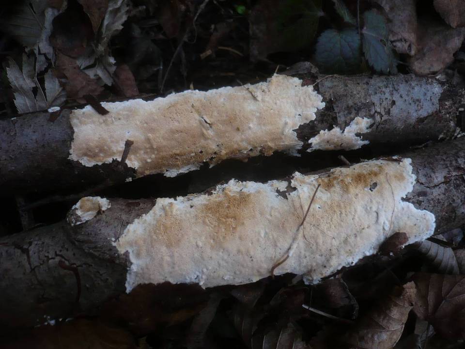 Schizopora flavipora image