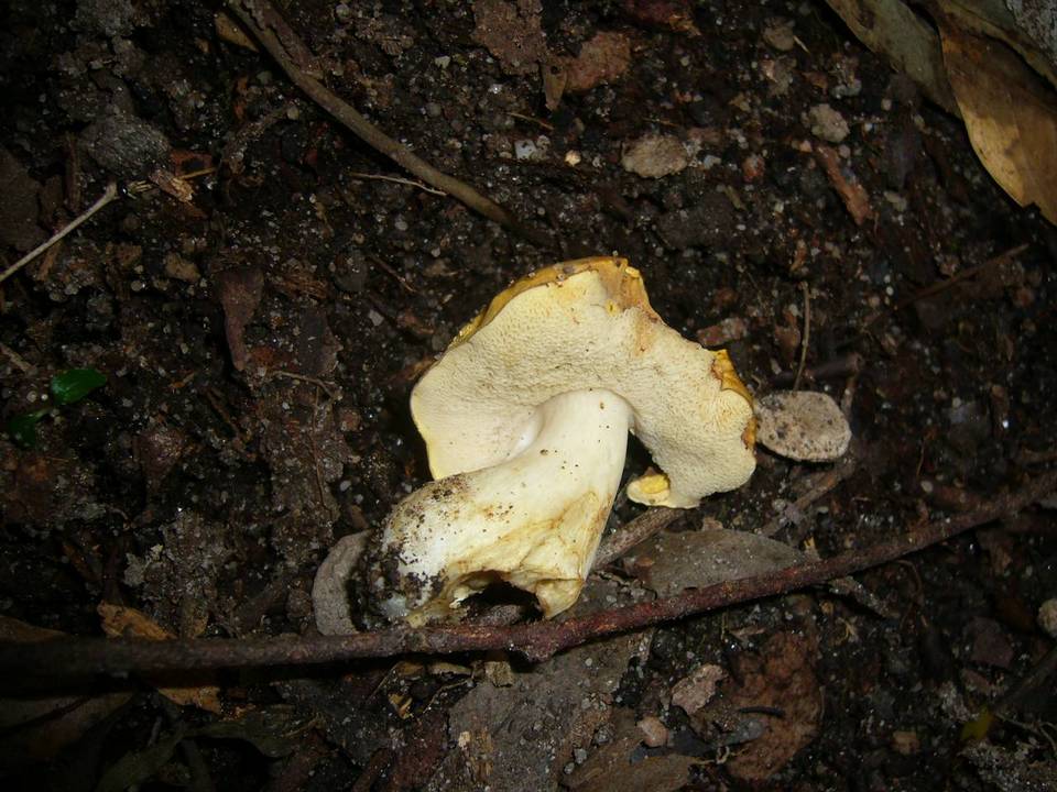 Rubinoboletus caespitosus image
