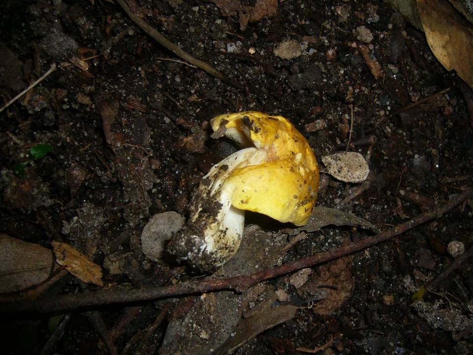 Rubinoboletus caespitosus image