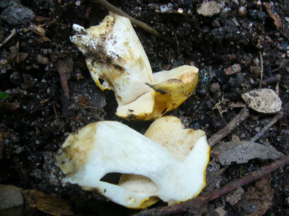 Rubinoboletus caespitosus image