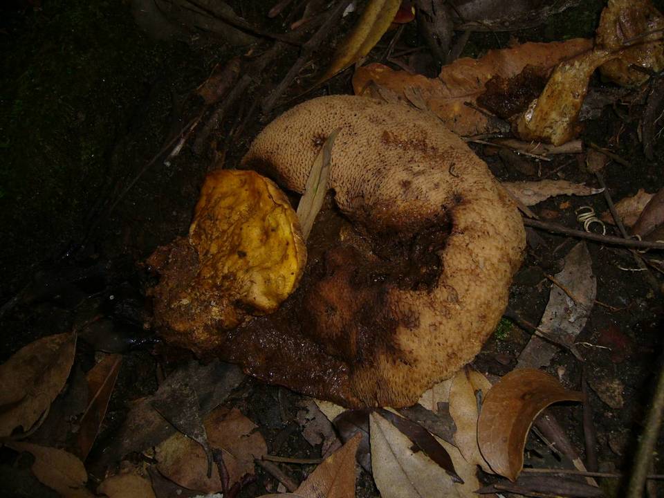 Rubinoboletus caespitosus image