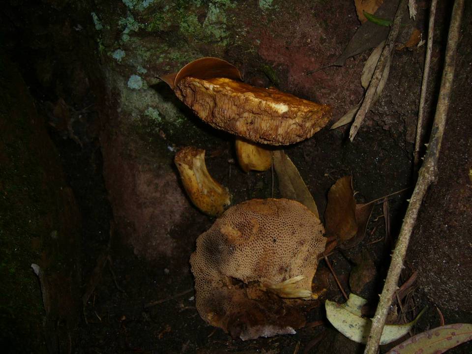 Rubinoboletus caespitosus image