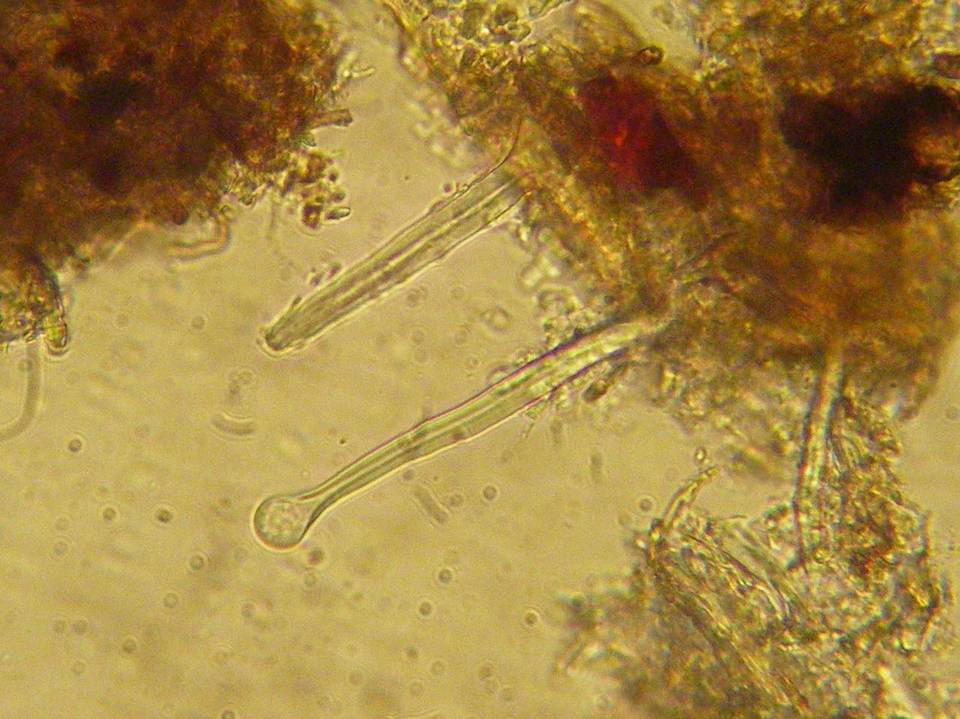 Tubulicrinis sororius image