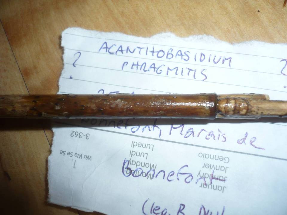 Acanthobasidium delicatum image